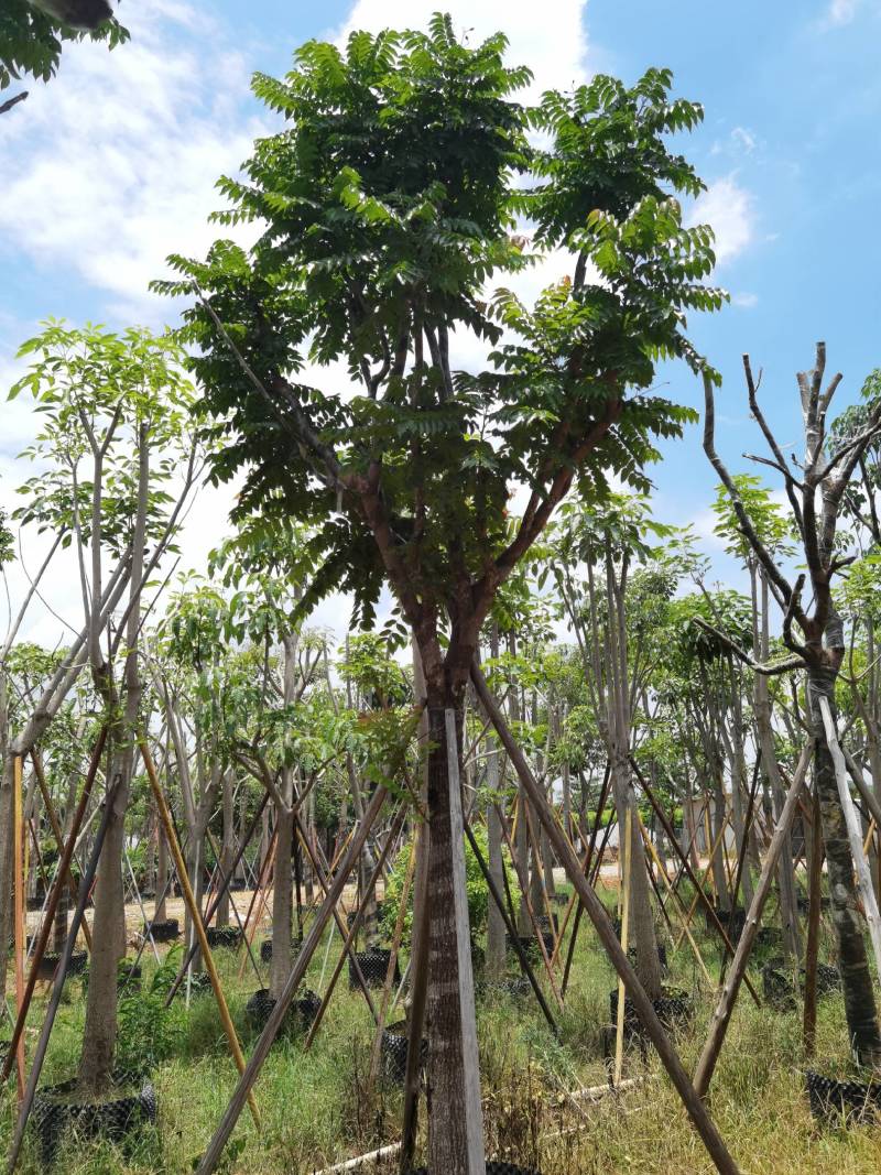 广东普宁麻楝，大量出售，各种规格，基地直销，量大从优