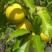蛋黄果种子鸡蛋果种子可嫁接仙桃量大优惠