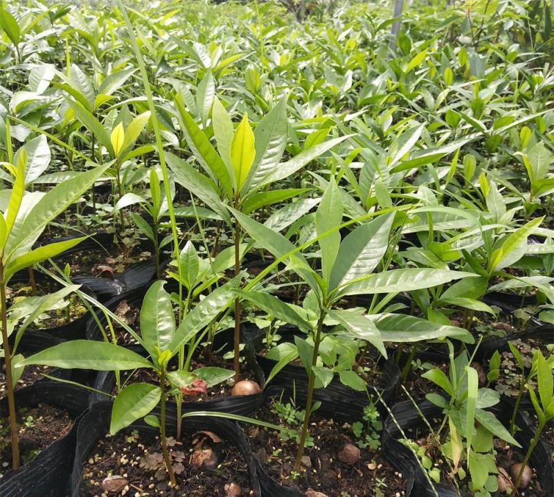 蛋黄果种子鸡蛋果种子可嫁接仙桃量大优惠