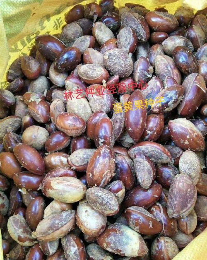 蛋黄果种子鸡蛋果种子可嫁接仙桃量大优惠