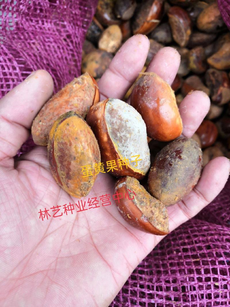 蛋黄果种子鸡蛋果种子可嫁接仙桃量大优惠