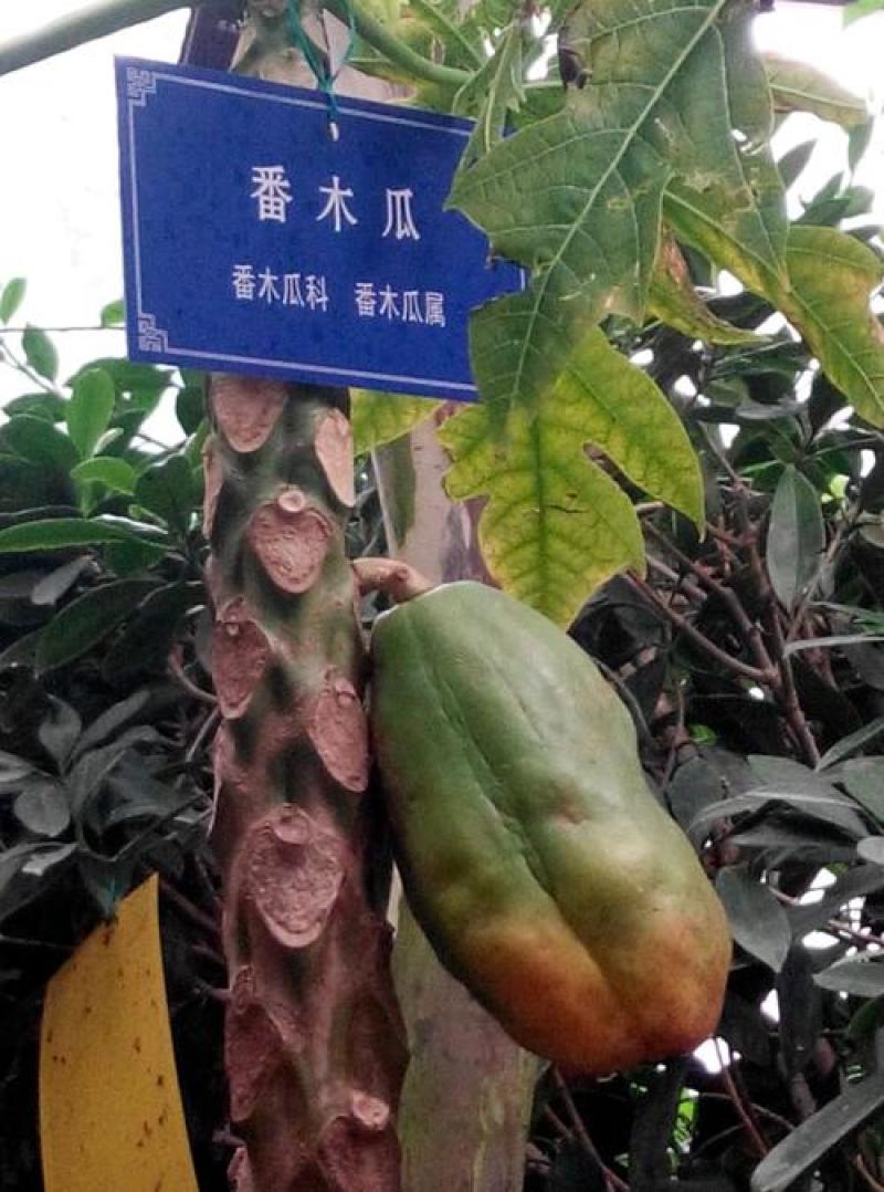 番木瓜种子南方木瓜苗红肉木瓜苗水果木瓜苗