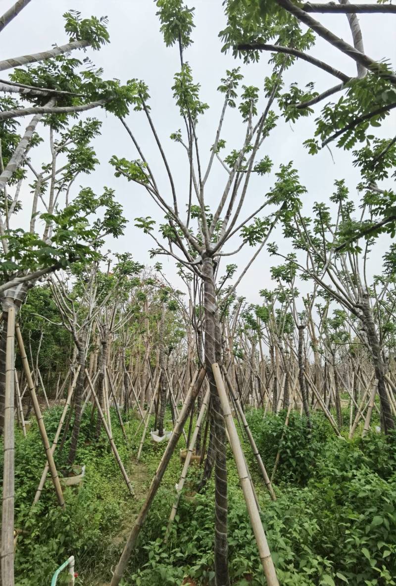 广东普宁黄花槐，槐树，产地直发，品质保证，欢迎选购