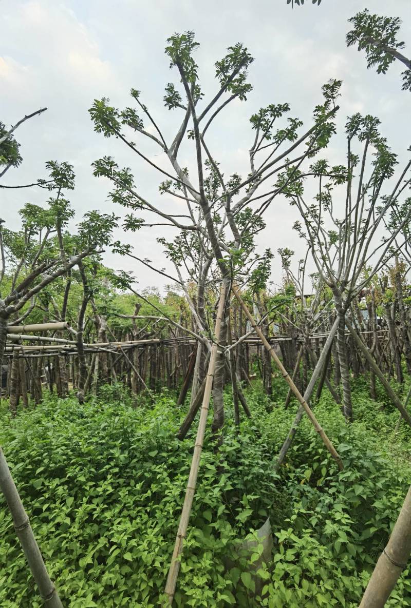 广东普宁黄花槐，槐树，产地直发，品质保证，欢迎选购