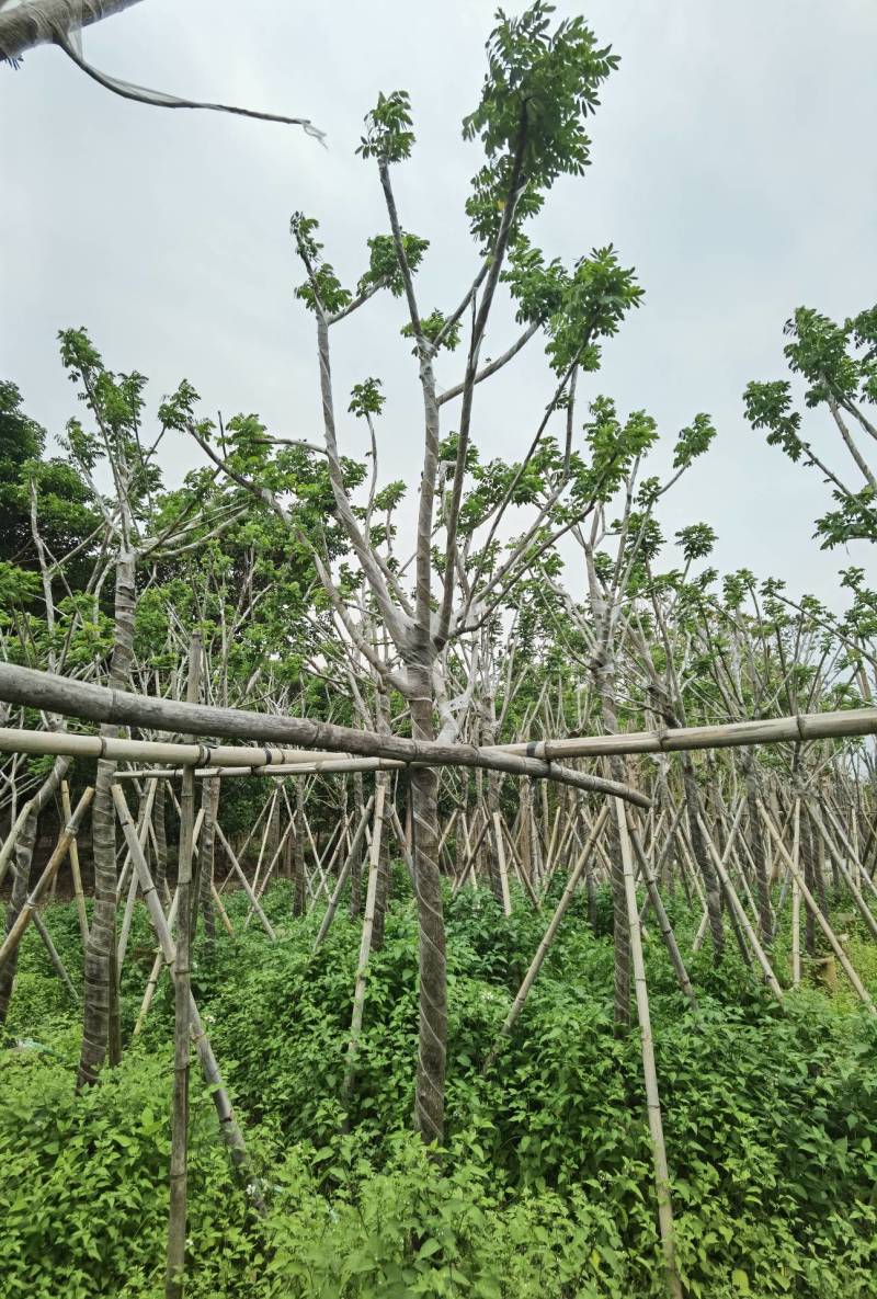 广东普宁黄花槐，槐树，产地直发，品质保证，欢迎选购