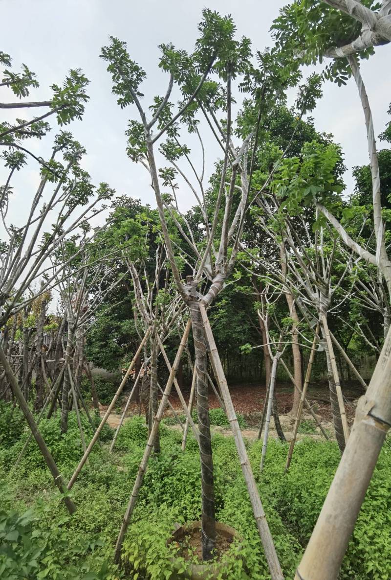 广东普宁黄花槐，槐树，产地直发，品质保证，欢迎选购