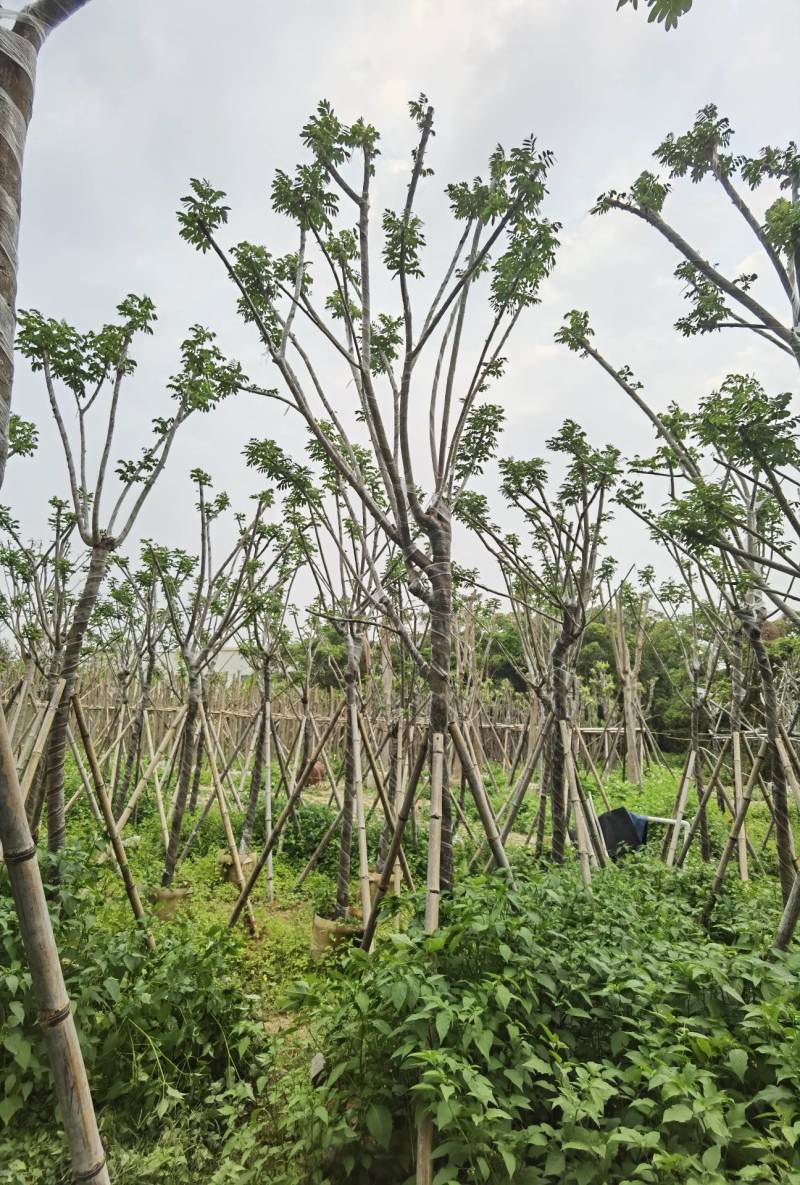 广东普宁黄花槐，槐树，产地直发，品质保证，欢迎选购