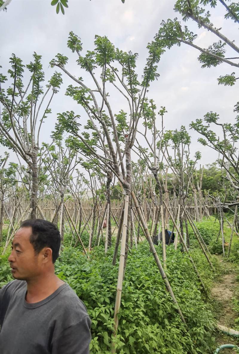 广东普宁黄花槐，槐树，产地直发，品质保证，欢迎选购
