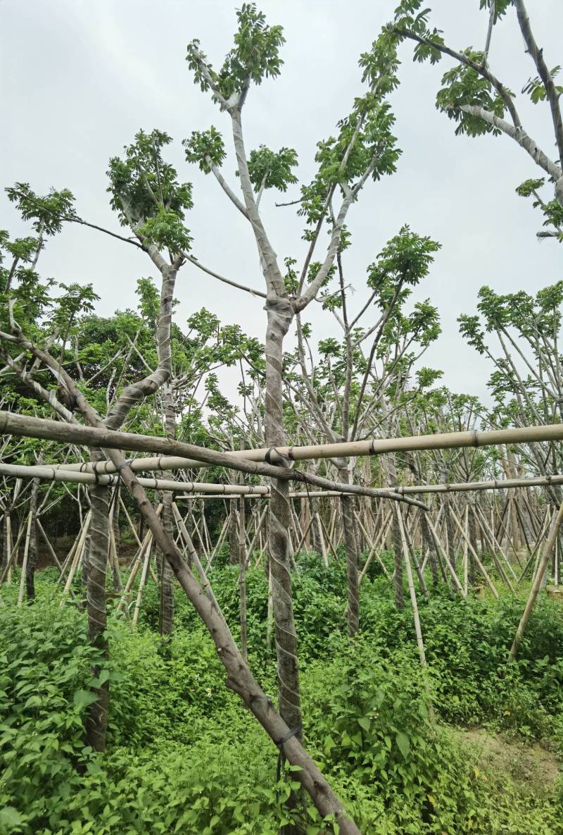 广东普宁黄花槐，槐树，产地直发，品质保证，欢迎选购