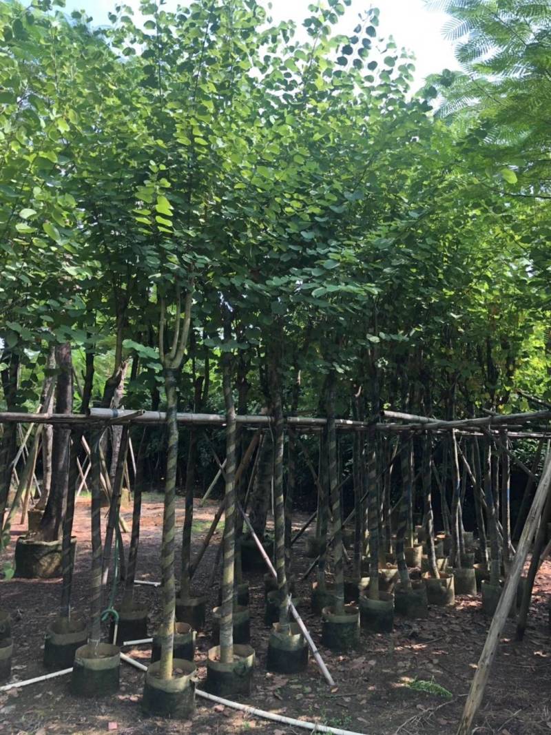 广东普宁黄槿，基地直销，量大从优，品质保证，欢迎选购