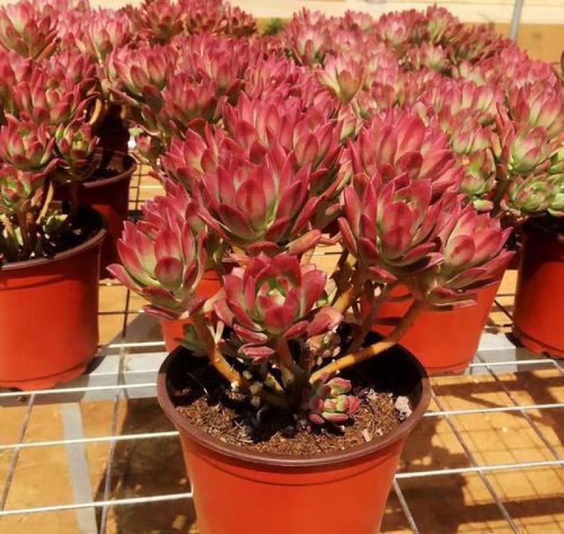 老桩红稚莲多肉植物盆栽多头群生爆盆小叮当锦肉肉绿植花卉