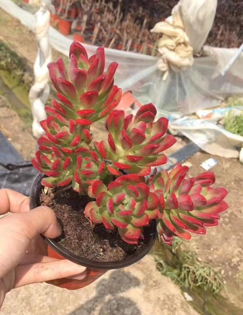 老桩红稚莲多肉植物盆栽多头群生爆盆小叮当锦肉肉绿植花卉