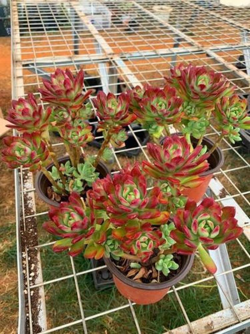 老桩红稚莲多肉植物盆栽多头群生爆盆小叮当锦肉肉绿植花卉