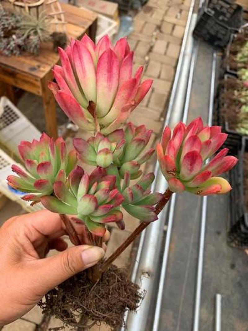 老桩红稚莲多肉植物盆栽多头群生爆盆小叮当锦肉肉绿植花卉