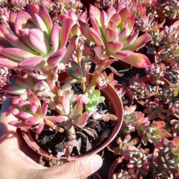 老桩红稚莲多肉植物盆栽多头群生爆盆小叮当锦肉肉绿植花卉