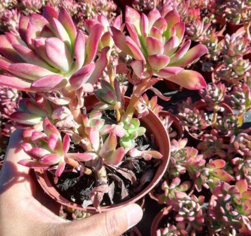 老桩红稚莲多肉植物盆栽多头群生爆盆小叮当锦肉肉绿植花卉