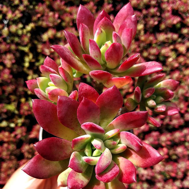 老桩红稚莲多肉植物盆栽多头群生爆盆小叮当锦肉肉绿植花卉