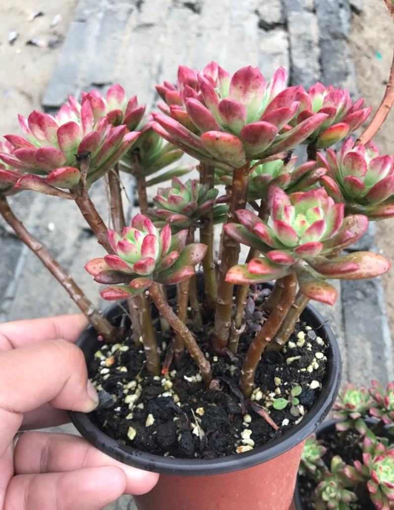 老桩红稚莲多肉植物盆栽多头群生爆盆小叮当锦肉肉绿植花卉