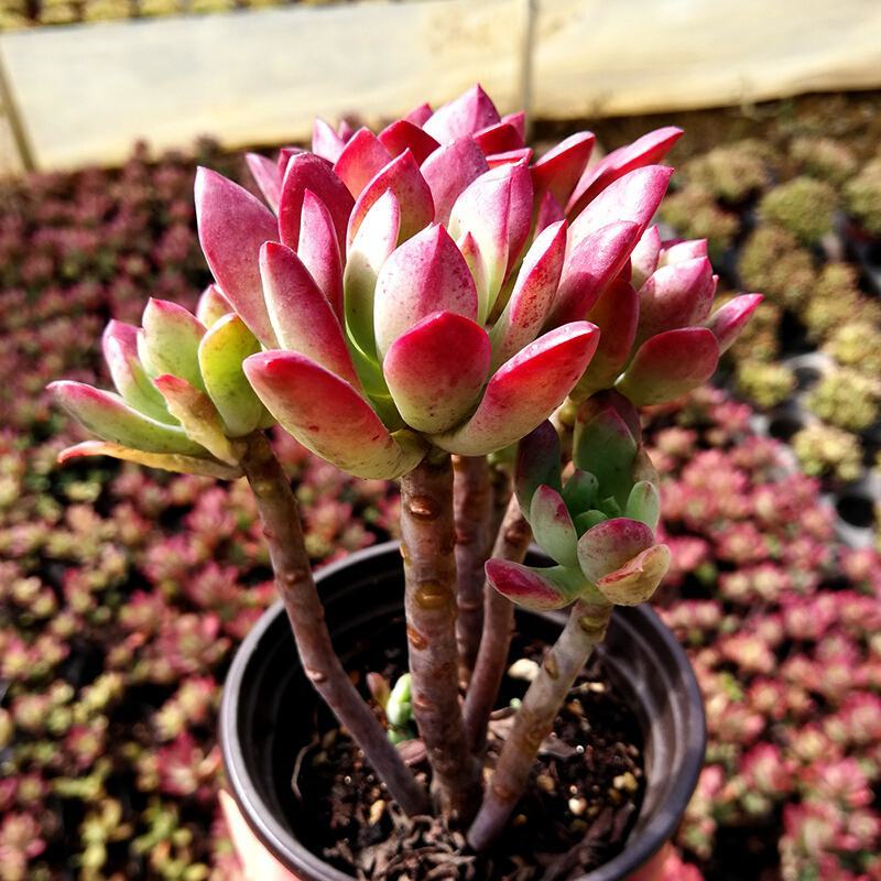 老桩红稚莲多肉植物盆栽多头群生爆盆小叮当锦肉肉绿植花卉