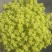 黄金万年草多肉植物盆栽带盆栽好办公室阳台绿植花卉护盆草