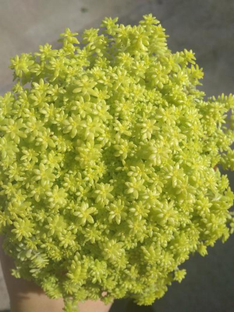 黄金万年草多肉植物盆栽带盆栽好办公室阳台绿植花卉护盆草