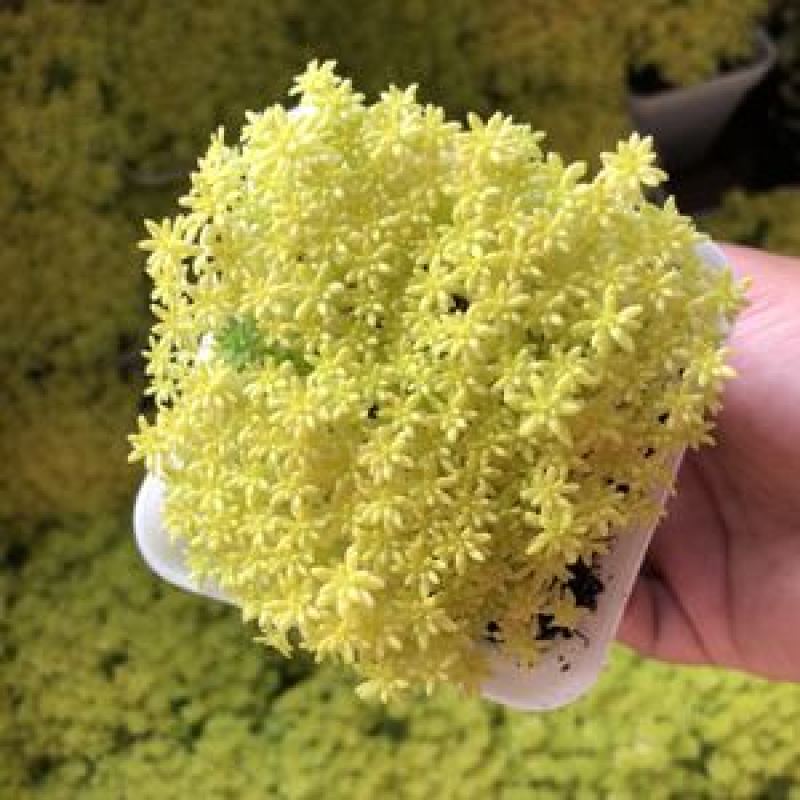 黄金万年草多肉植物盆栽带盆栽好办公室阳台绿植花卉护盆草