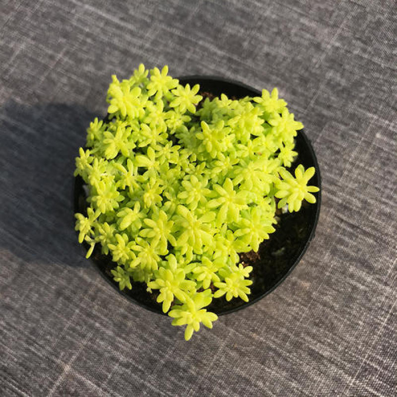 黄金万年草多肉植物盆栽带盆栽好办公室阳台绿植花卉护盆草