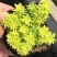 黄金万年草多肉植物盆栽带盆栽好办公室阳台绿植花卉护盆草
