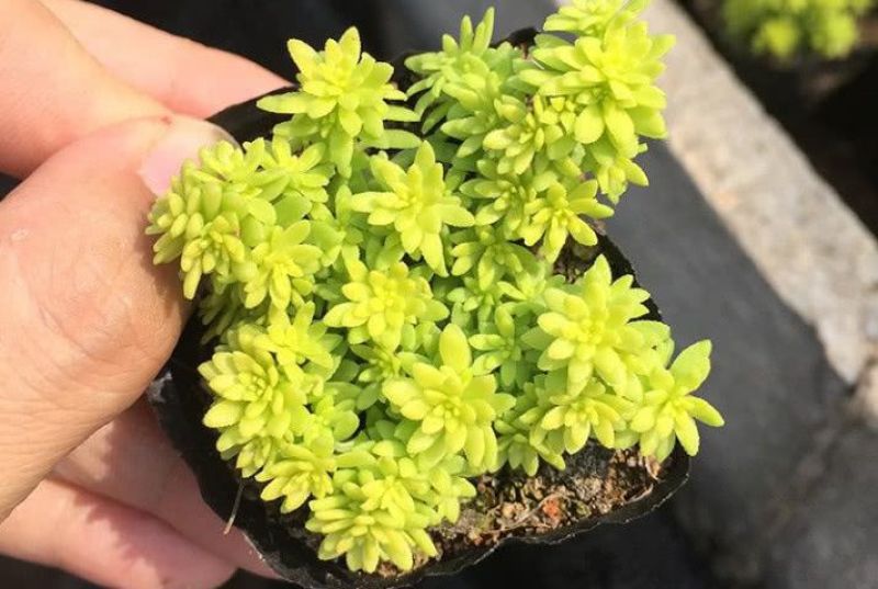 黄金万年草多肉植物盆栽带盆栽好办公室阳台绿植花卉护盆草