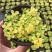 黄金万年草多肉植物盆栽带盆栽好办公室阳台绿植花卉护盆草