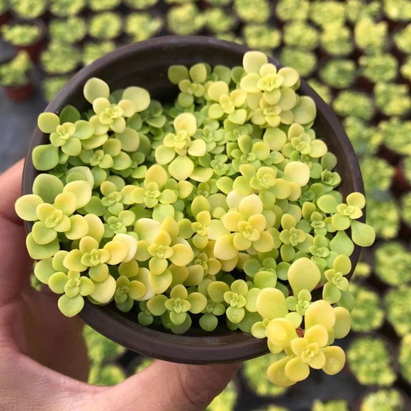 黄金万年草多肉植物盆栽带盆栽好办公室阳台绿植花卉护盆草