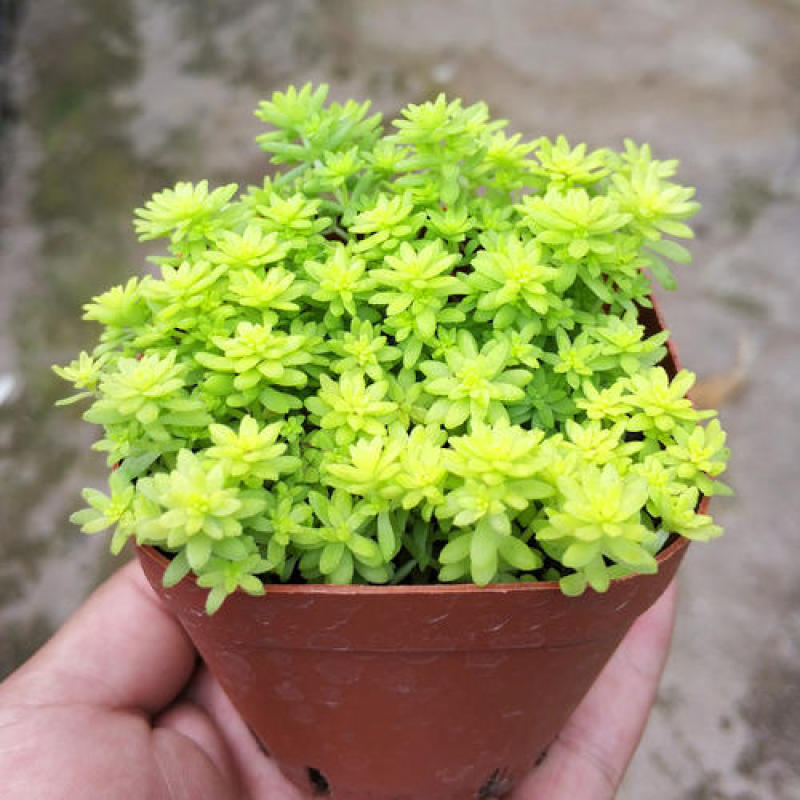 黄金万年草多肉植物盆栽带盆栽好办公室阳台绿植花卉护盆草