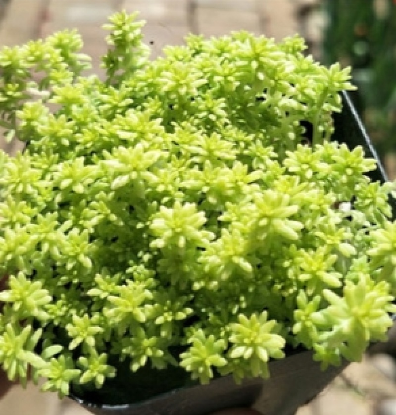 黄金万年草多肉植物盆栽带盆栽好办公室阳台绿植花卉护盆草