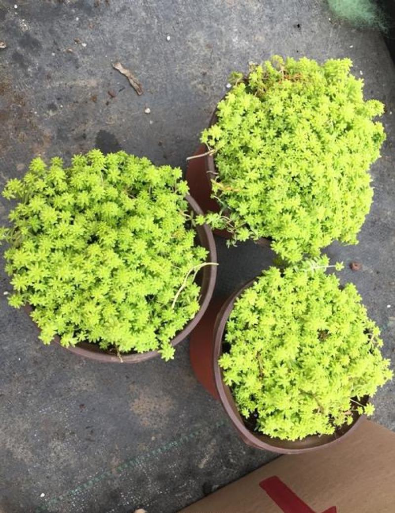 黄金万年草多肉植物盆栽带盆栽好办公室阳台绿植花卉护盆草