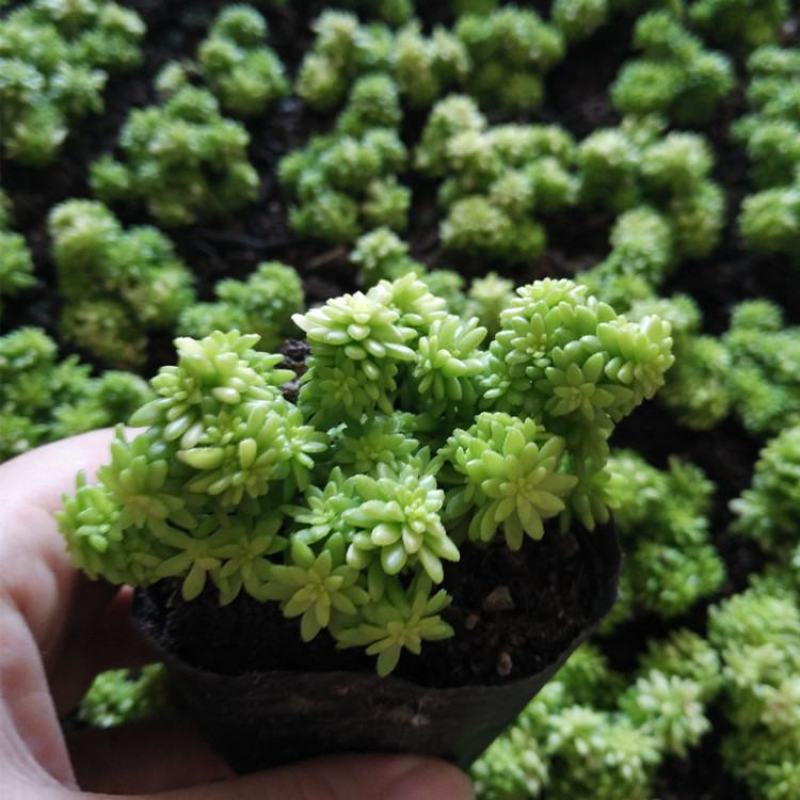 黄金万年草多肉植物盆栽带盆栽好办公室阳台绿植花卉护盆草