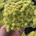 黄金万年草多肉植物盆栽带盆栽好办公室阳台绿植花卉护盆草