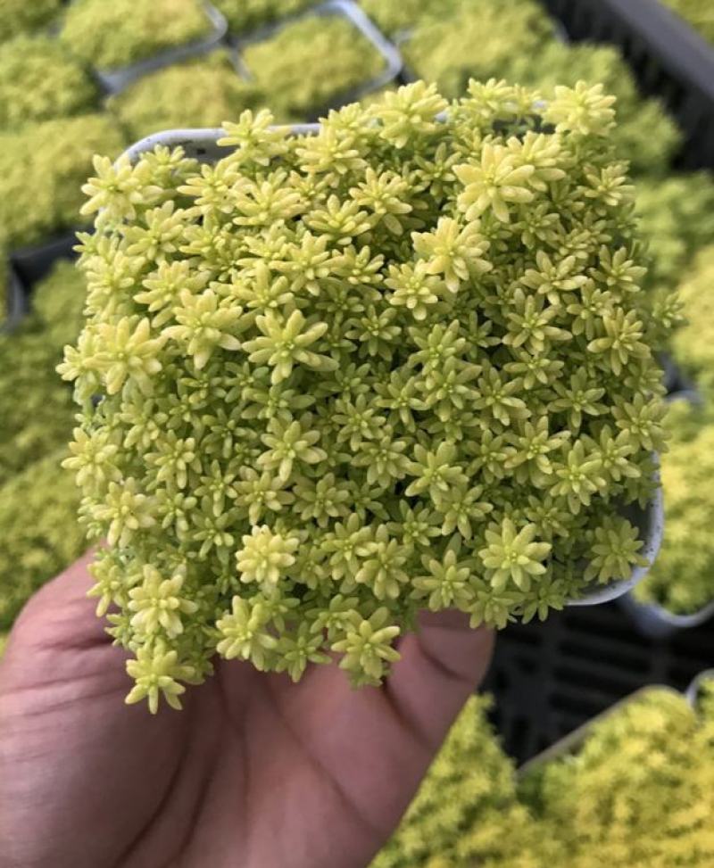 黄金万年草多肉植物盆栽带盆栽好办公室阳台绿植花卉护盆草