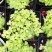 黄金万年草多肉植物盆栽带盆栽好办公室阳台绿植花卉护盆草