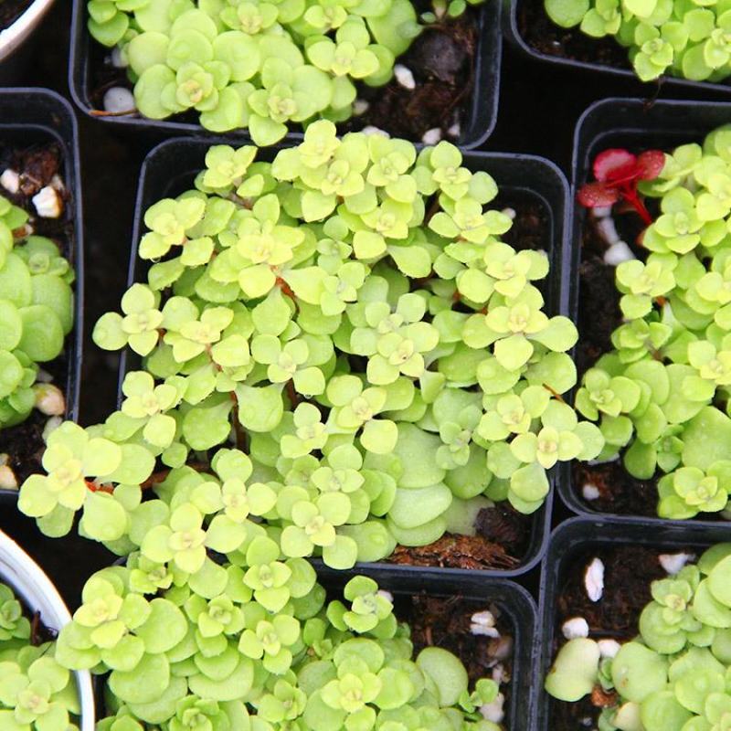 黄金万年草多肉植物盆栽带盆栽好办公室阳台绿植花卉护盆草