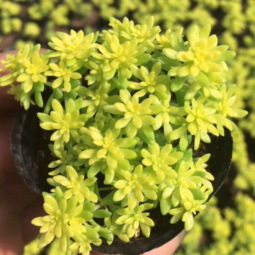 黄金万年草多肉植物盆栽带盆栽好办公室阳台绿植花卉护盆草