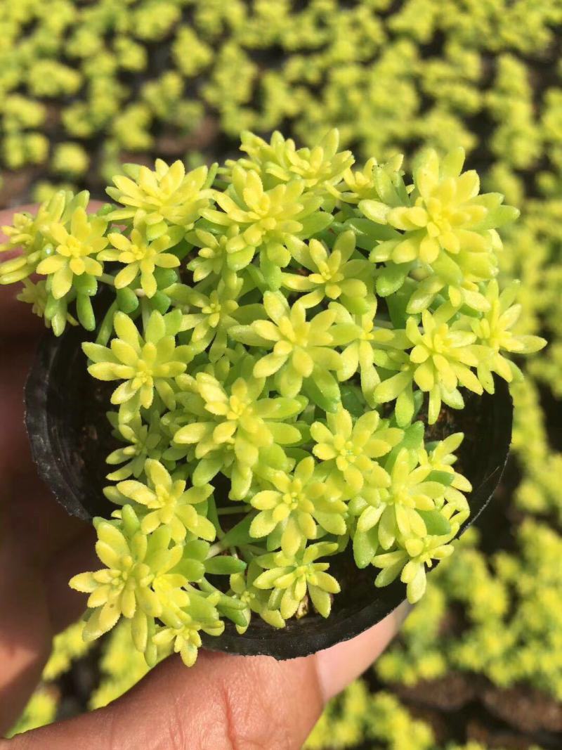 黄金万年草多肉植物盆栽带盆栽好办公室阳台绿植花卉护盆草