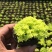 黄金万年草多肉植物盆栽带盆栽好办公室阳台绿植花卉护盆草