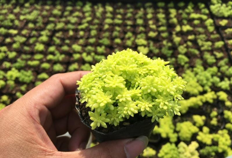 黄金万年草多肉植物盆栽带盆栽好办公室阳台绿植花卉护盆草