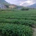 优质草莓苗