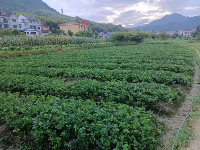 优质草莓苗