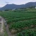 优质草莓苗