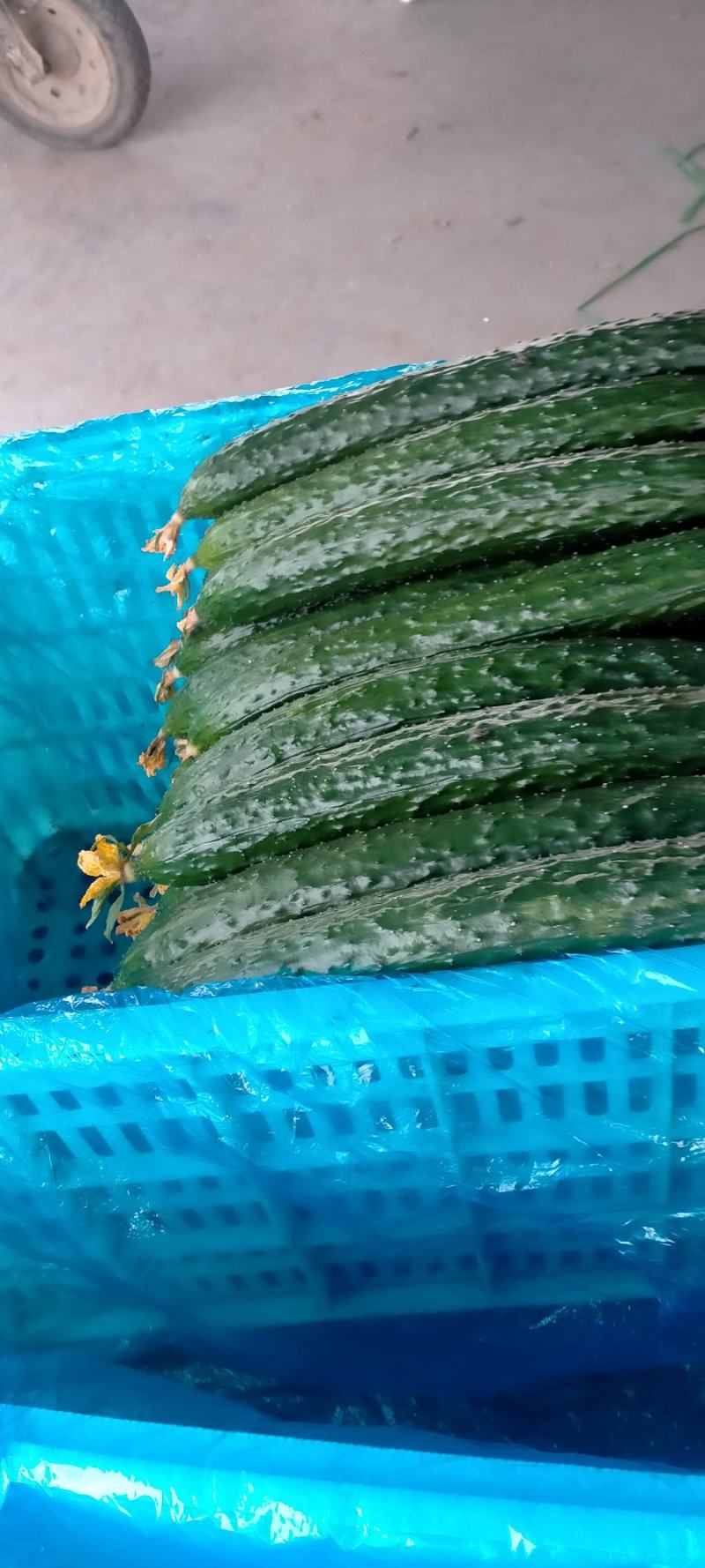 【精品】油亮密刺黄瓜山东大量上市产地直供货源充足！