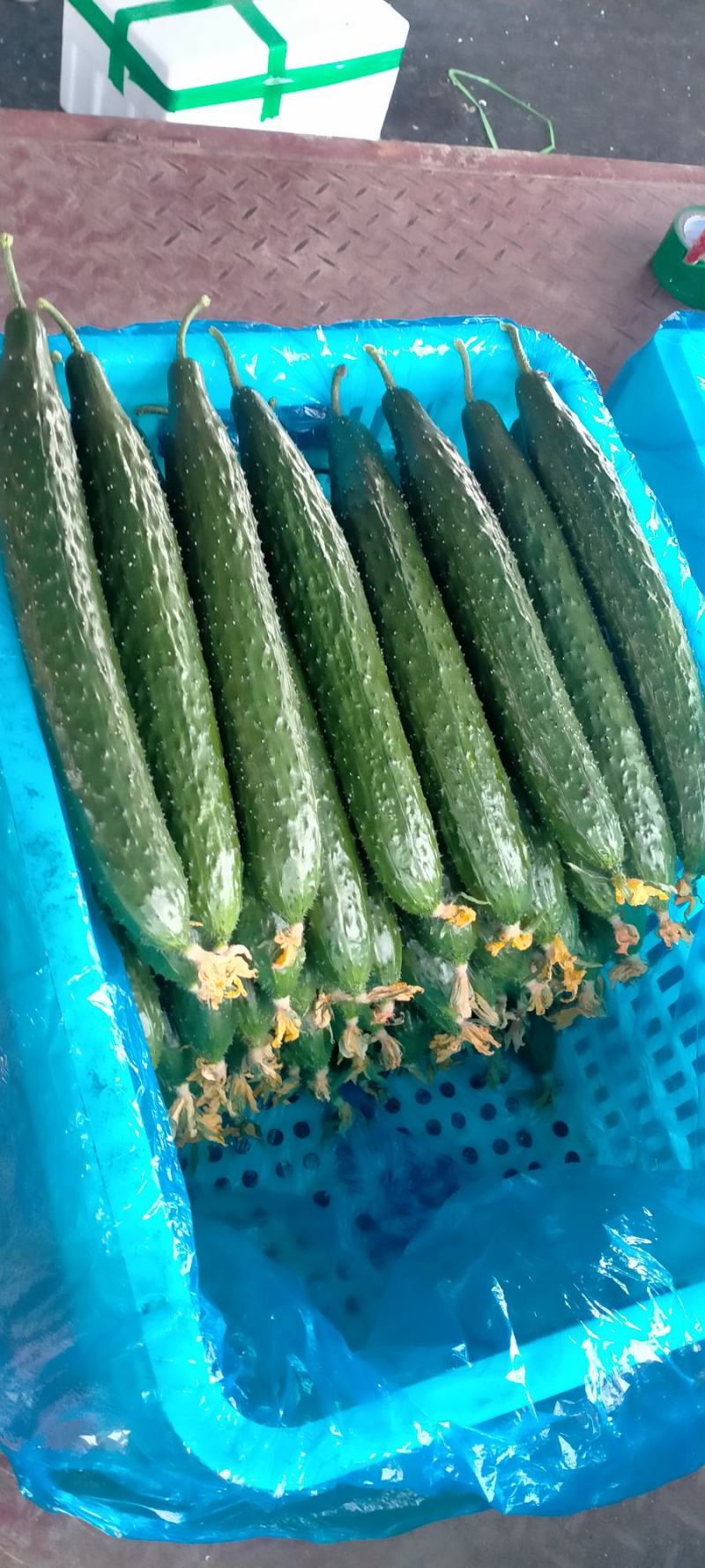 【精品】油亮密刺黄瓜山东大量上市产地直供货源充足！