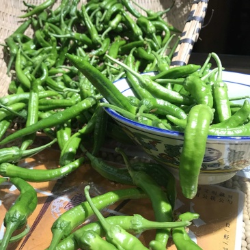 杨林寨辣椒/生长在食用菌培养基上/软嫩香浓/3斤礼盒装