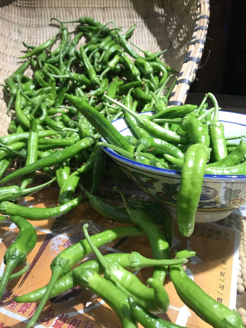杨林寨辣椒/生长在食用菌培养基上/软嫩香浓/3斤礼盒装